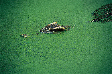 精东影业秘 国产传媒:国产赛车游戏《极速风云》风靡Steam,融合竞速与传媒玩法引热议-4