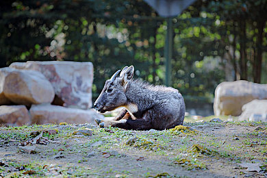 机机对机手机免费下载大全最新版安卓手机de sic：硬核机械竞技风暴来袭，安卓最新免费对战游戏深度解析-5