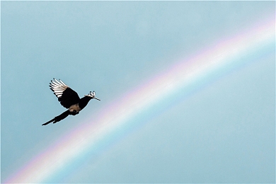 暴露女性身体的软件：极速幻影，虚拟霓裳与赛道美学的自定义边界-4