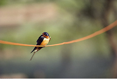 抖音9·1免费:地平线5限时免费领,墨西哥飙车新世界等你探索-4