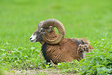 黄色软件排行：极速法则的边界，虚拟引擎中的自由与枷锁-3