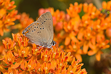 十八摸下载安装:极速狂飙,征服十八弯,指尖改装挑战真实赛道-2