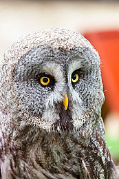 机机和机机手机无需下载:云端畅玩极限竞速地平线5,主机手机免下载攻略全解析-5