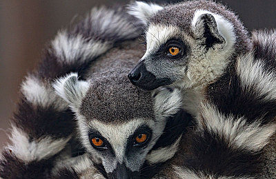 奴役支配变态捆绑向上:机械交响诗,掌控平衡与突破的终极竞速-3