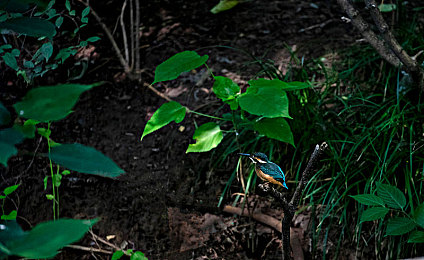 男的把困困放到女生的困困里是什么：梦境交融，双生谜途的温柔共解-4