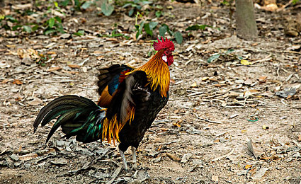 男生女生一起差差差差差app：双人竞速新作极速搭档评测，默契协作决胜漂移时刻-4