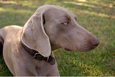 亚洲一区二区中文：《极限竞速：地平线》全新资料片上线，东方都市赛道与中文服务引领竞速新风潮