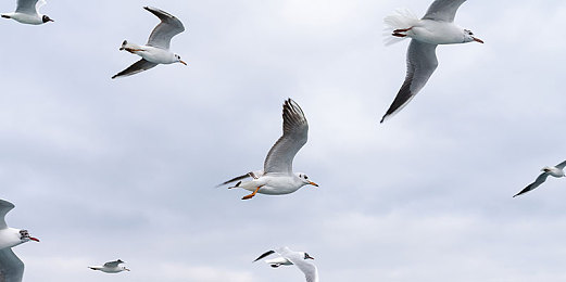 足交：极致操控，在虚拟赛道体验人车合一的驾驶艺术-4