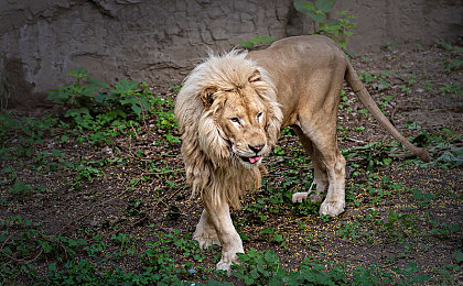 小孩和姐姐一起摘萝卜：田园协奏曲，驾驶满载温情的复古卡车之旅-3