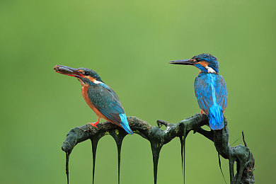 蜜桃avav：粉色调改装风靡地平线，浪漫竞速席卷开放世界-2