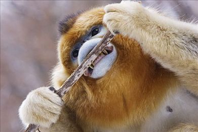 机机对机手机版免费下载：钢铁赛道疾驰，机甲变形激斗新游上线-4