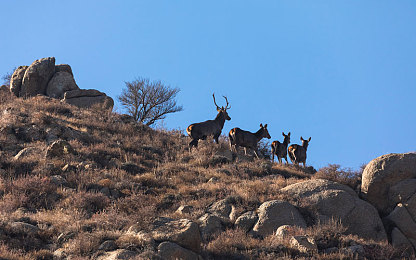 男女生差差APP：极速搭档上线，双人协同驾驶引爆性别差异新玩法-2
