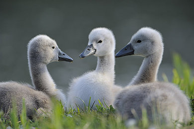 2024黄色软件：极速幻光驾驭光线，视觉革命引领竞速新纪元-3