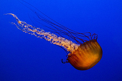 男人的香蕉插入女人的桃子里：水果王国竞速新作，桃色赛道挑战极致漂移体验-4