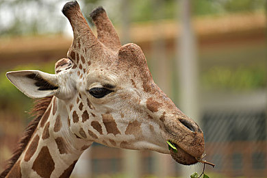 绿帽吃瓜事件黑料吃瓜：《极速背叛：街头狂飙》正式发售，情感纠葛与硬核赛车重塑竞速游戏叙事-3