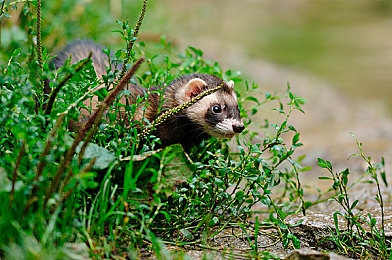 养猪场的四个女儿剧情介绍：田园物语新作上线，家族秘密与经营策略交织的温情冒险等你体验-3