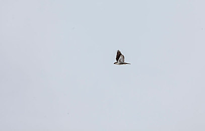 黄色软件App大全免费下载2023:2023竞速新作全解析,弯道技巧与深度评测助你狂飙-2