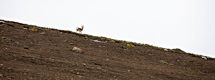 男生和女生差差差App：极速对决新游引发热议，性别策略差异重塑赛车游戏体验-3