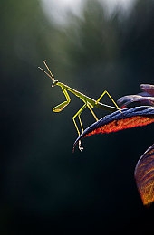 推特高危风险免费版安装:赛车游戏模组暗藏恶意代码,玩家社交账号遭窃取风险激增-2