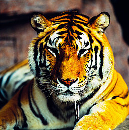 男生把小困困放到女生困困：双人协同赛车，创意拼装模块开启竞速新体验-2