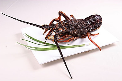 里番本子ACG：虚拟竞速世界融合二次元，极致狂飙与深度改装引爆街头-5