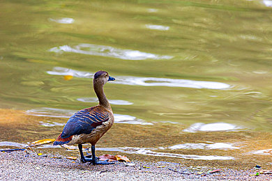 火影忍者黄油18：查克拉引擎轰鸣，极速忍道狂飙竞速之旅-3