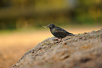 冯姗姗极限挑战：墨西哥狂野飞驰，车手传奇诞生记-4
