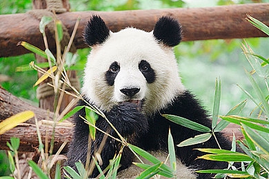 国产福利a：国风赛道驰骋，电动超跑真实驾驭体验-5