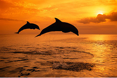 奴役狂虐鞭打XXXXXX:《狂野飙车:复仇之路》今日上线,用极致操控征服赛道,体验心理压制竞速新维度-5