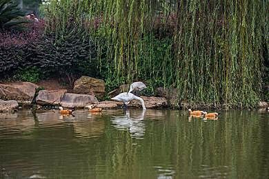 丁香花五月天亭亭：地平线5五月秘密赛道，紫色花海竞速与古典小镇之旅-3