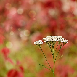 羞羞视频app：隐秘拍摄与极速逃脱，在都市霓虹中上演心跳竞速-3