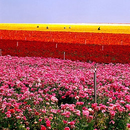 女生你tm别舔了：在沥青上谱写属于你的竞速诗篇