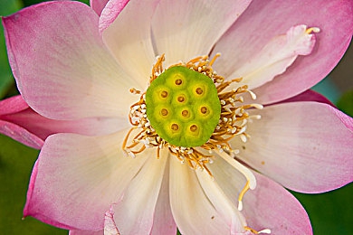 福利导航成人：墨西哥狂飙，解锁地平线终极驾驶自由之旅-3