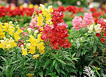 黄色软件3.0.3vivo：极速都市霓虹追击全新版本上线，vivo深度优化带来竞速新体验-4