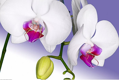 国产福利aV：竞速游戏新作发布，中国汽车文化驶入虚拟赛道-4