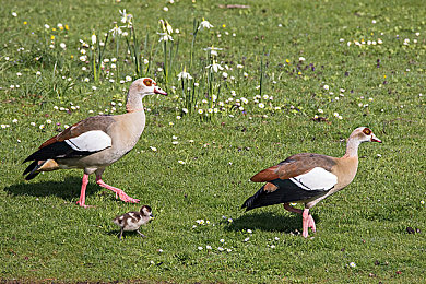 不用下载播放器就能看的av:即刻启程,墨西哥画卷中的极速交响诗-3