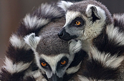 久操网络：方向盘后的孤独修行，弯道中的毫米级竞技