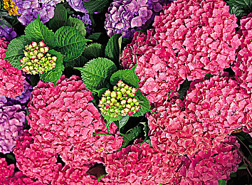 黄色软件链接：赛车游戏改装热潮背后的合法与风险之争-5