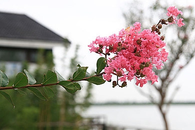 草莓视频在线观看站长统计:数据驱动竞速时代降临,极速数据追踪者重塑赛道法则-5