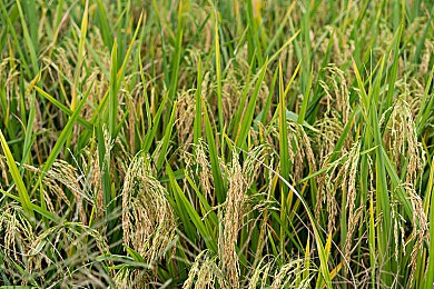 搞机time下载不用收钱中国长安网2024：长安速度，安全驾驭未来赛道-2