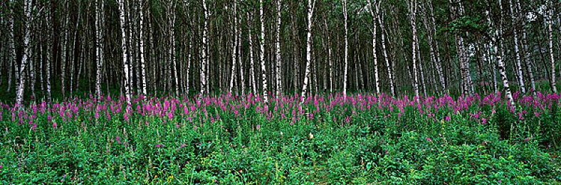 黄污应用:泥泞赛道驾驶艺术全解析,征服极端环境的硬核攻略与最新评测-3