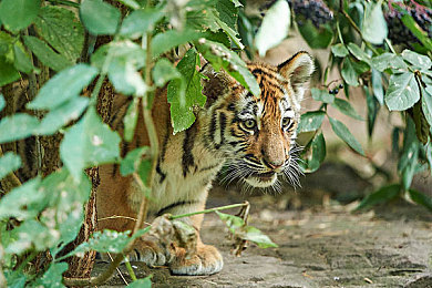 男同do:打造梦幻车库,在极限竞速地平线中释放你的个性与速度-5