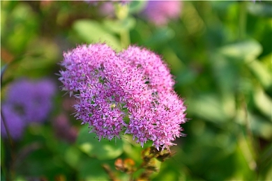 美女脱光光app：赛车涂装收集狂潮，个性化竞速体验新纪元-2