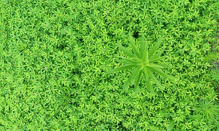 八重神子和丘丘人繁洐的视频:玩家热议雷法新策略,高效清怪技巧引发社区共创热潮-3