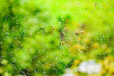 王者女性角色全身无爱心无：冰霜之心，峡谷女将化身战术利刃-4