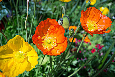 黄色软件大全免费下载3.0.3：极速幻影，无限改装与社区共筑的竞速新纪元-5