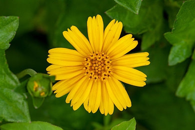 粉色丝瓜苏州晶体:霓虹园林竞速诗,幻光晶体穿梭未来水墨卷-2