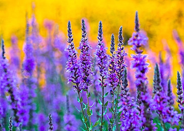 软件下载3.0.3免费OPPO版破解大全:极速狂飙城市之光深度评测,OPPO平台赛车新作操控与改装全解析-4