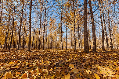 狼人综合亚洲：暗影极速，赛道谜局中的身份竞逐-5