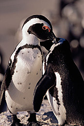 不知火舞三个小孩草地:经典格斗家转型开放世界导师,全新忍者培养玩法本月登陆全平台-5